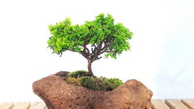 득템찬스! 석부작분재 솔직후기 & 꿀팁 대방출 🌿