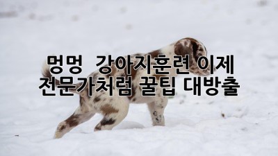 🐶 멍멍! 🐾 강아지훈련, 이제 전문가처럼! 꿀팁 대방출 🍯